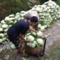 Relawan Prabowo Peduli Petani (RPPP) melakukan aksi kepedulian dengan memborong sayur dari petani. (Dok. Relawan Prabowo Peduli Petani (RPPP)