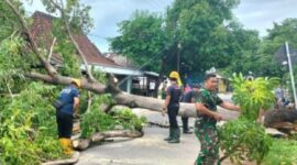 Pohon Tumbang di Magetan dan Ponorogo. (Dok. Fin)