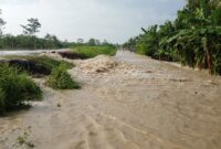 Luapan air yang merendam pemukiman warga, sedikitnya wilayah 3 RT, di Desa Bantarsari, kecamatan Bantarsari, Kabupaten Cilacap mulai surut, Sabtu (2/3/2024). (Dok. BPBD Kabupaten Cilacap)

