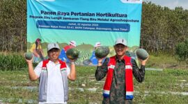 Semangka hasil panen program Biru Langit PEPC mencapai berat 4-5kg per buah berkat irigasi bertenaga surya yang optimal. (Dok. PT Pertamina EP Cepu)

